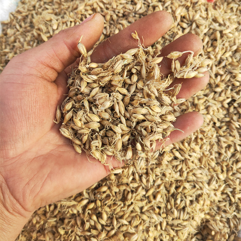 批發(fā)供應(yīng)優(yōu)質(zhì)中藥材 麥芽、大麥芽、生麥芽、大麥毛